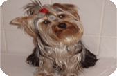 Mały Yorkshire Terrier